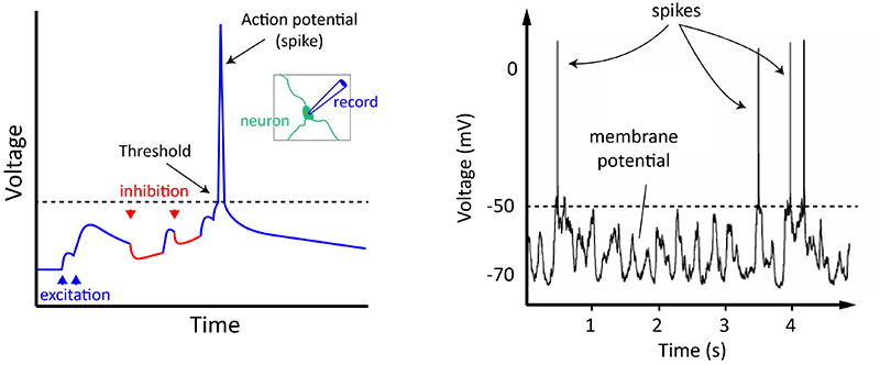 Sinapsis: bagaimana neuron berkomunikasi satu sama lain
